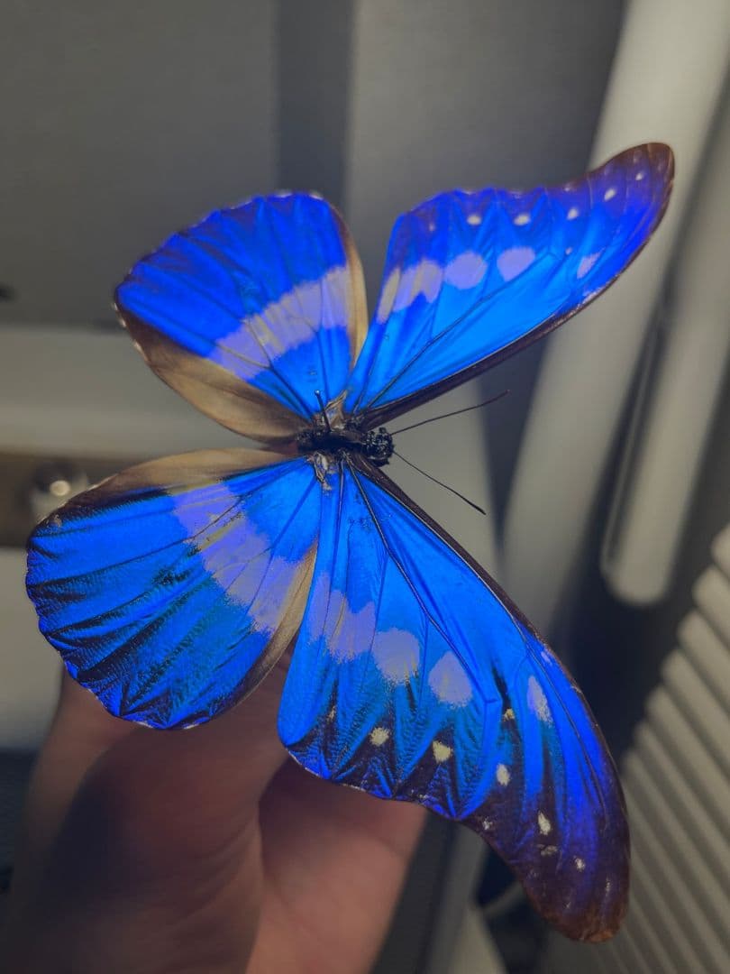 ヘレナモルフォ レテノールモルフォ蝶 蛾モルフォチョウMorpho昆虫標本