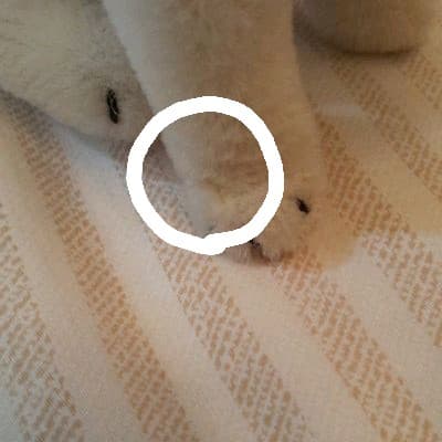 シュタイフ ブリー