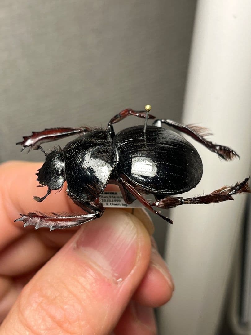 【属内最大種】Pachysoma アカアシタマオシハネナシコガネ　フンチュウ標本