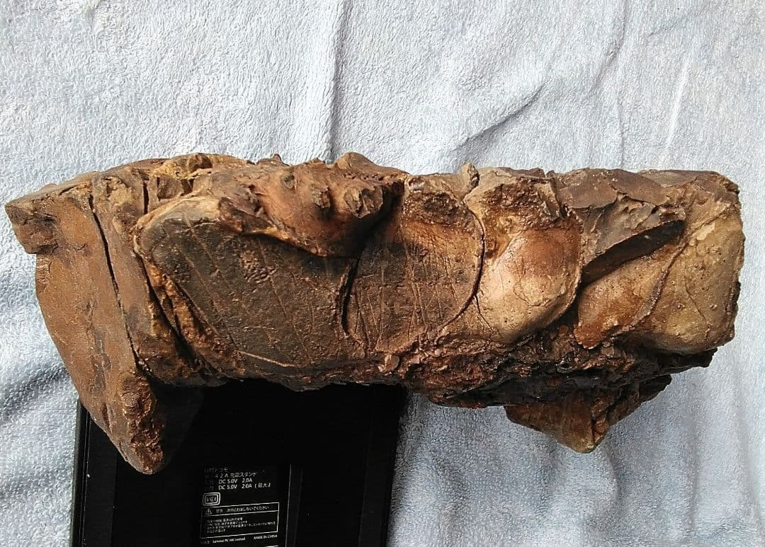 【珍しいアンモナイト化石(約４.５kg )・北海道:羽幌産:白亜紀】