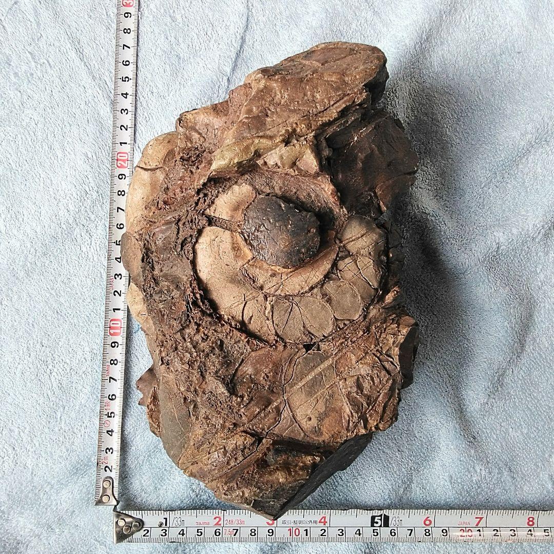 【珍しいアンモナイト化石(約４.５kg )・北海道:羽幌産:白亜紀】