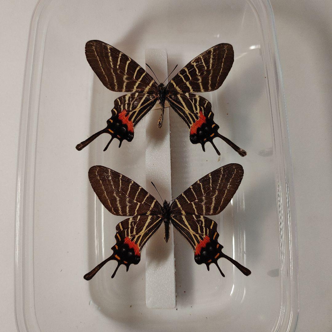 シナシボリアゲハ「2頭」