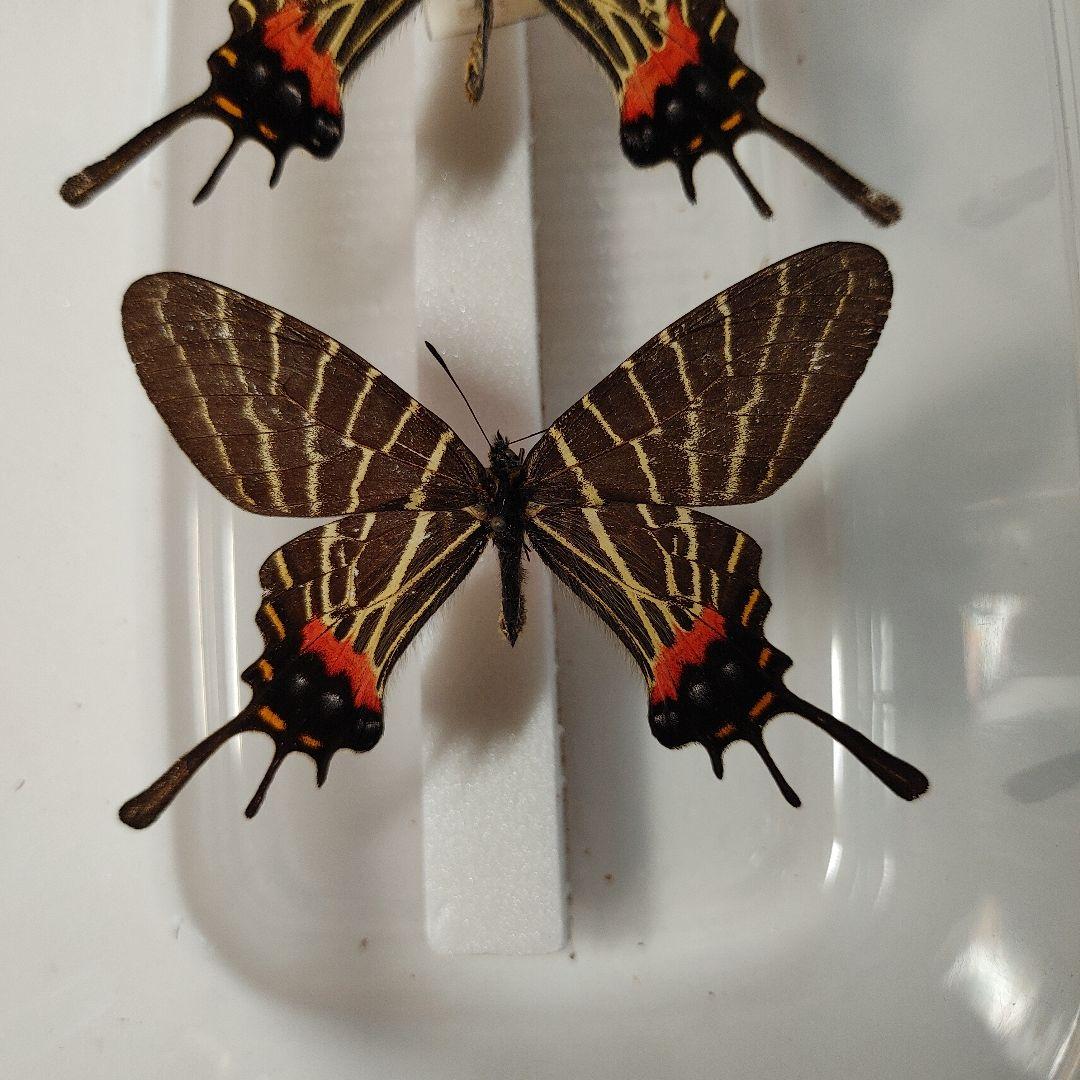 シナシボリアゲハ「2頭」