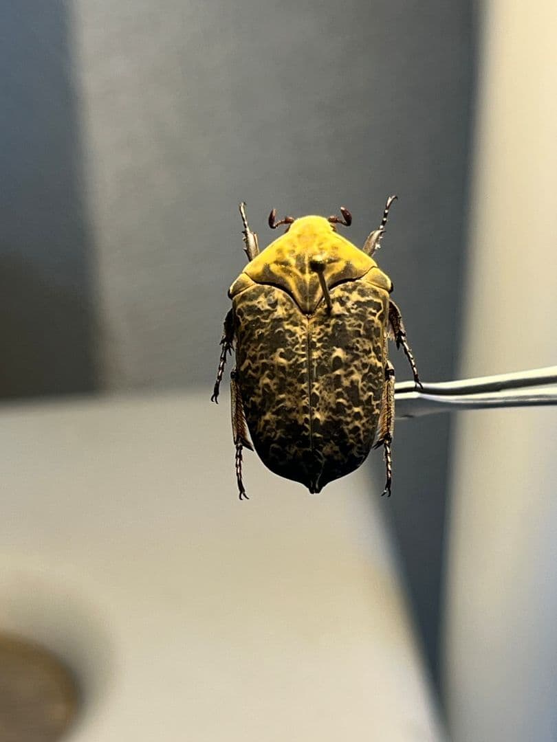 【24mm】カスミアヤヒシムネハナムグリ 標本 カナブン プラチナコガネタマムシ