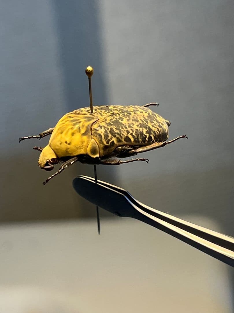 【24mm】カスミアヤヒシムネハナムグリ 標本 カナブン プラチナコガネタマムシ