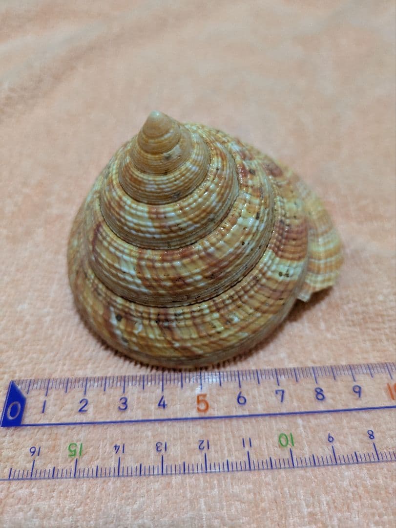 貝殻　オキナエビスガイ　オキナエビス