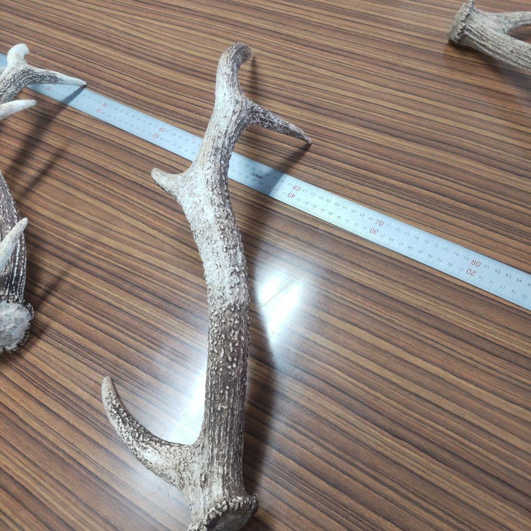 ニホン鹿の角 5本