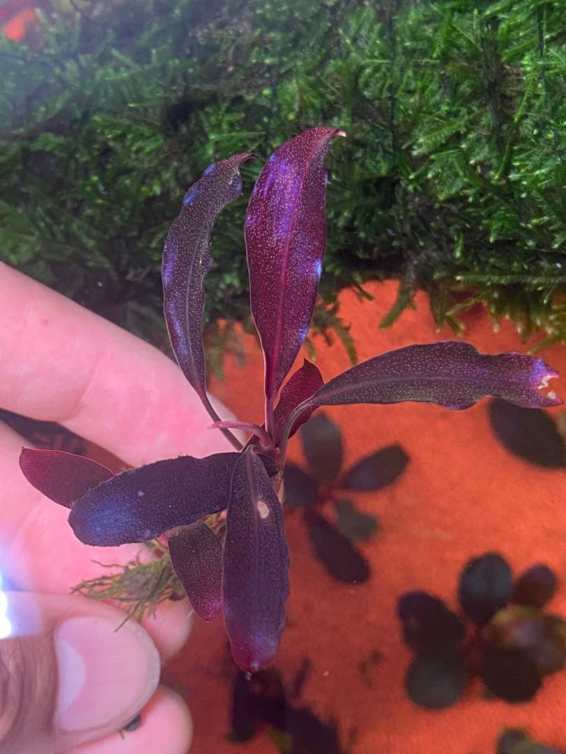 た*う様 ブセファランドラspゴーストカリマンタン 小群生株