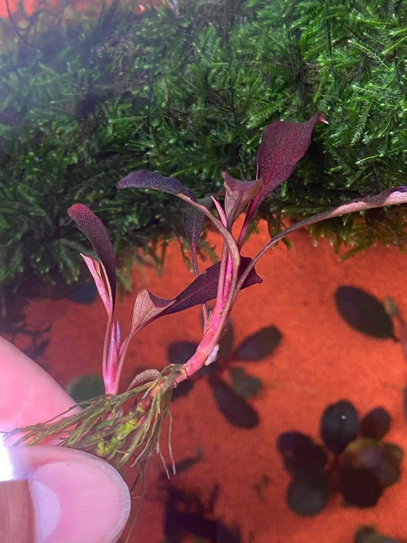 た*う様 ブセファランドラspゴーストカリマンタン 小群生株