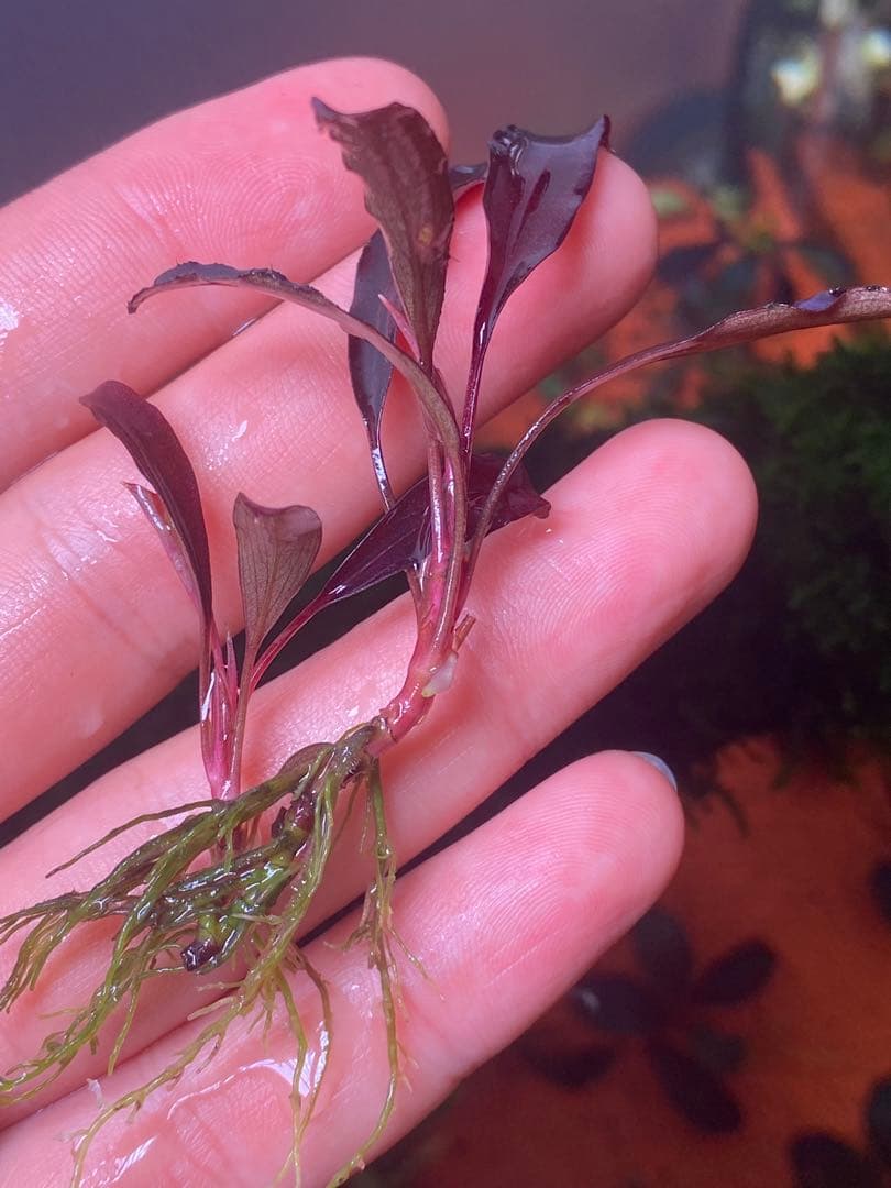 た*う様 ブセファランドラspゴーストカリマンタン 小群生株