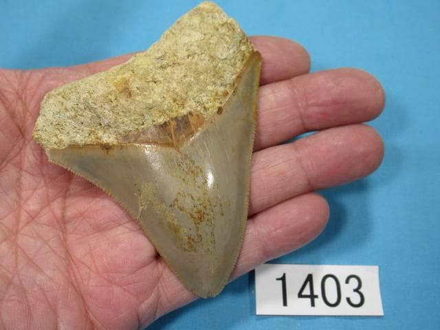 化石 サメの歯・メガロドン・インドネシア・8.5cm・No.1403