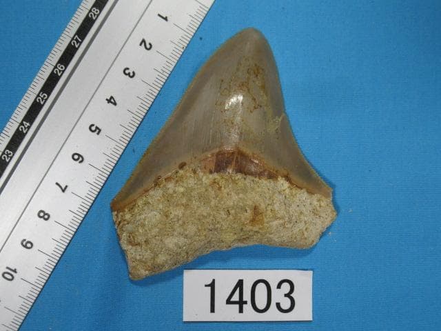化石 サメの歯・メガロドン・インドネシア・8.5cm・No.1403