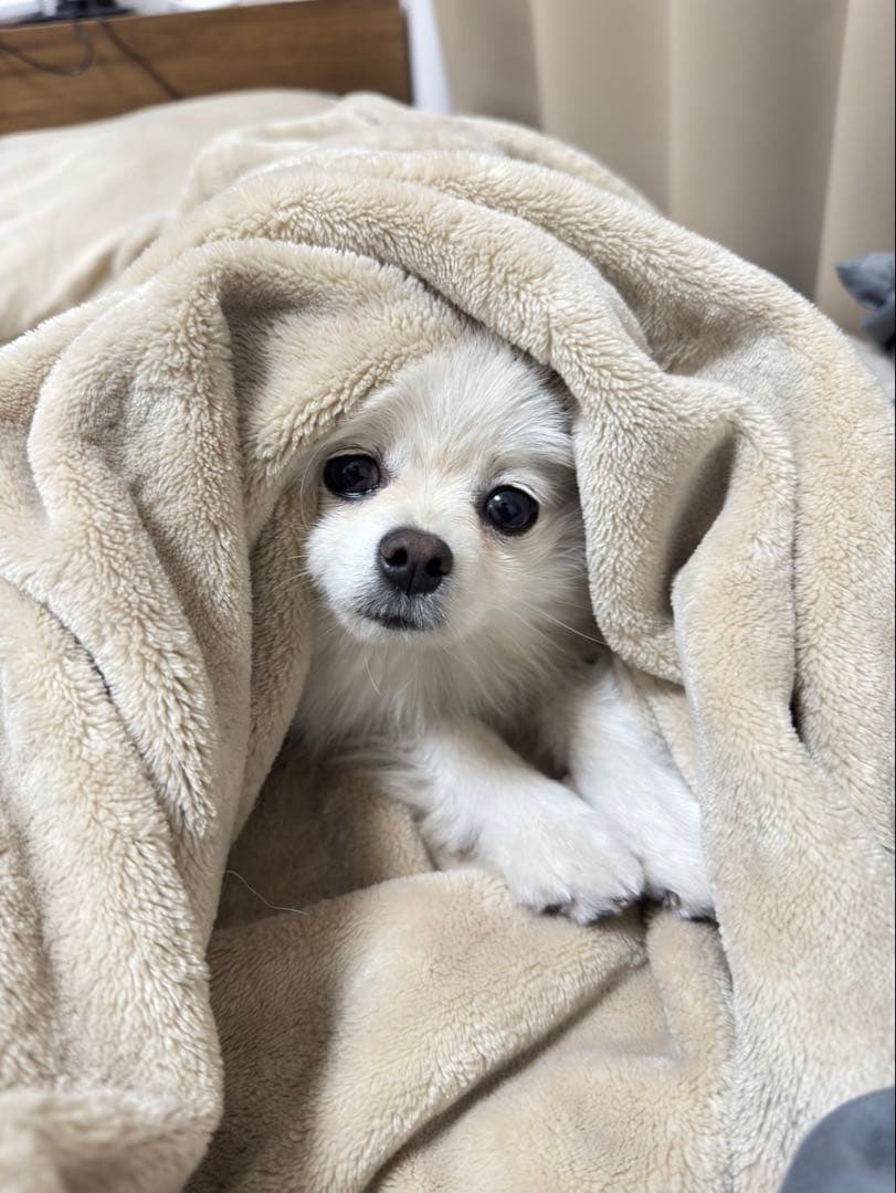 遠赤外線マイカヒーター 小型犬・猫用 暖房 防寒