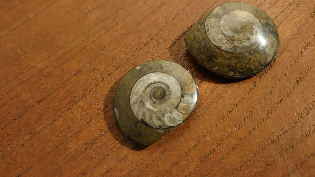 アンモナイト　恐竜　古代貝　化石　標本　鑑賞品　博物館保存　２個