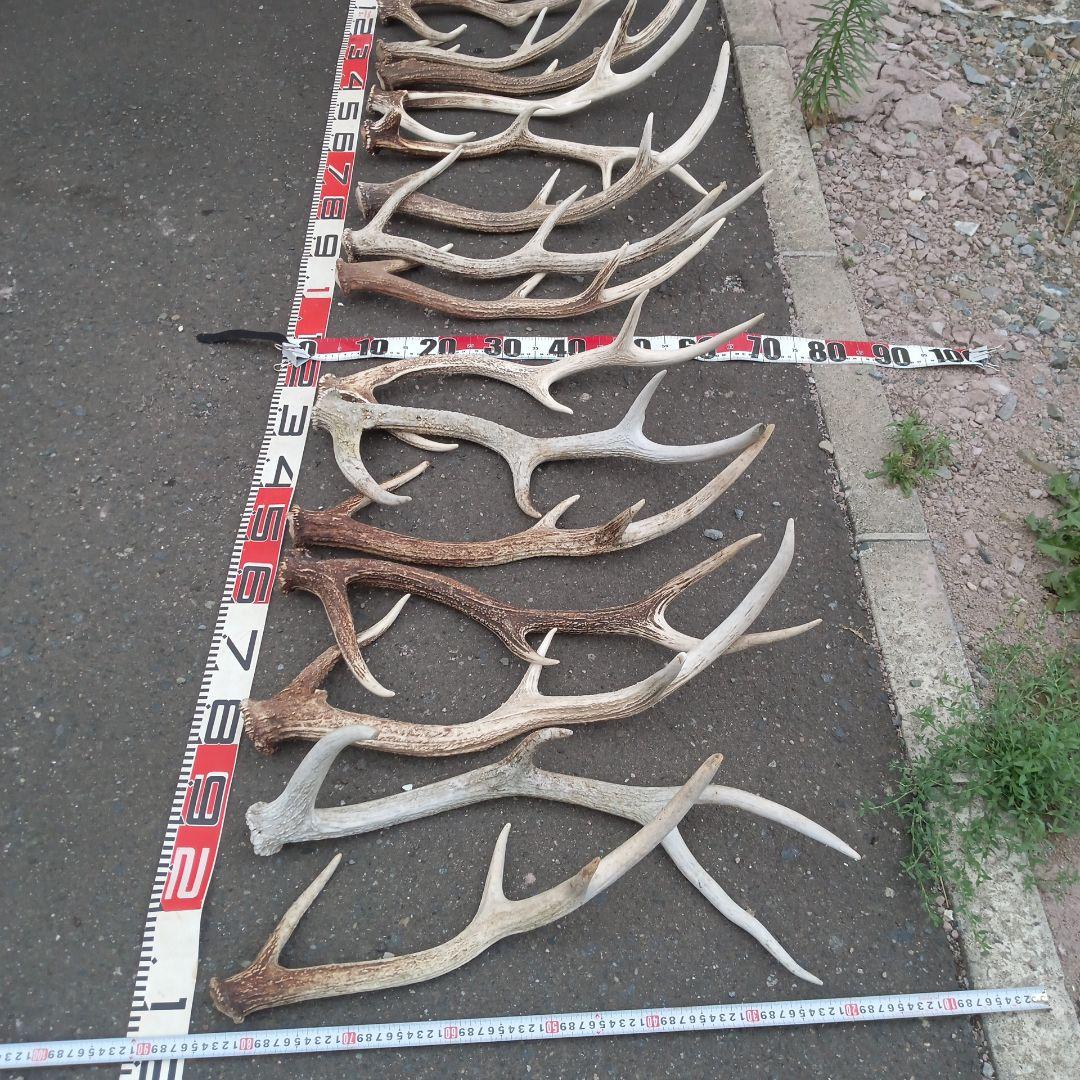 ク*ト様 天然蝦夷鹿の角 　犬のおもちゃ 工芸などに ４番