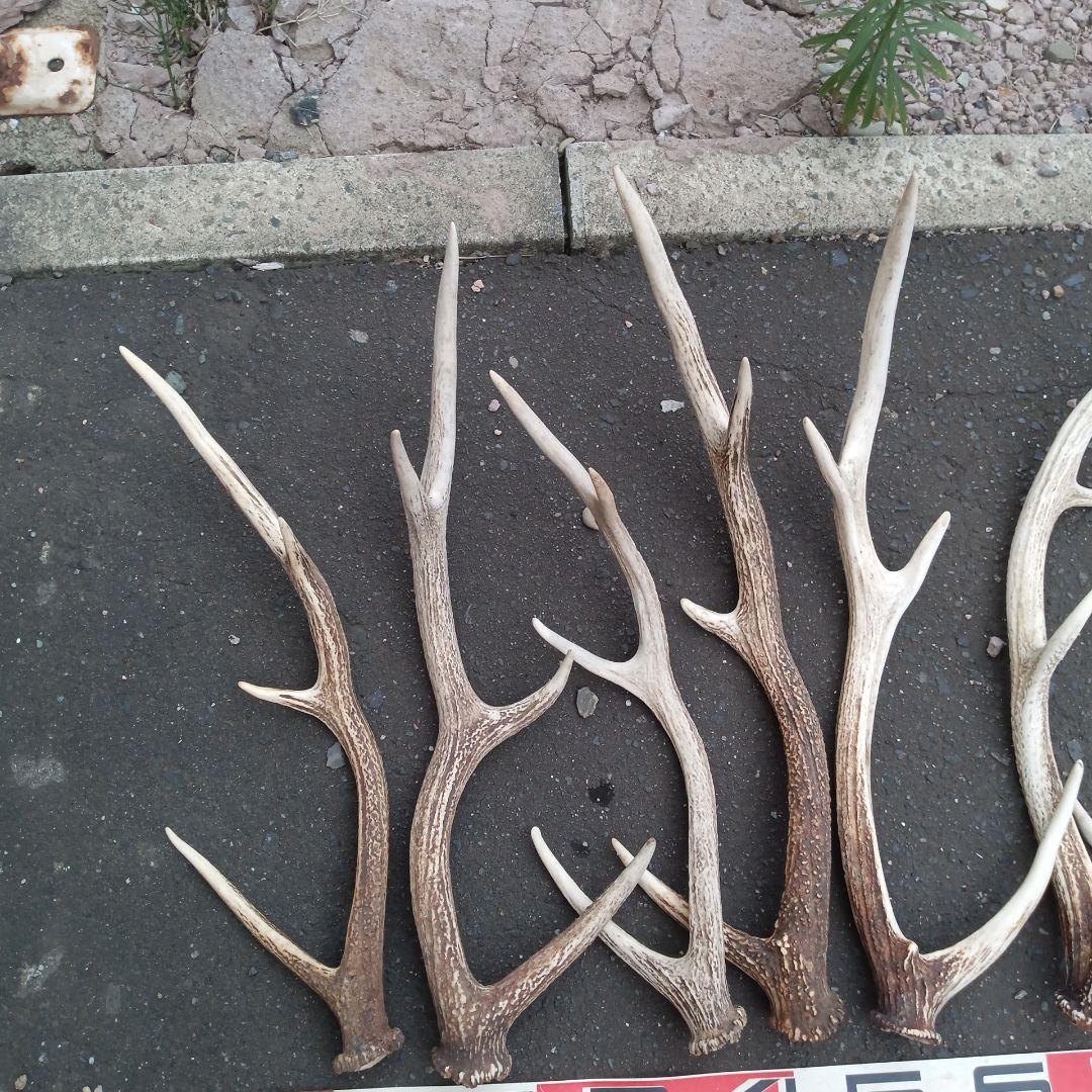 ク*ト様 天然蝦夷鹿の角 　犬のおもちゃ 工芸などに ４番