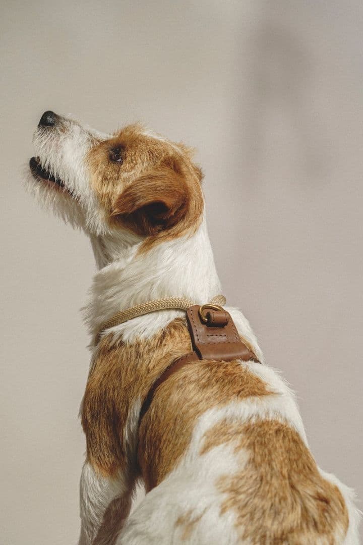 hunting pony　犬　ハーネス　キャメル