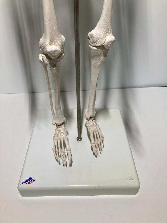 3B Scientific 1/2全身骨格模型