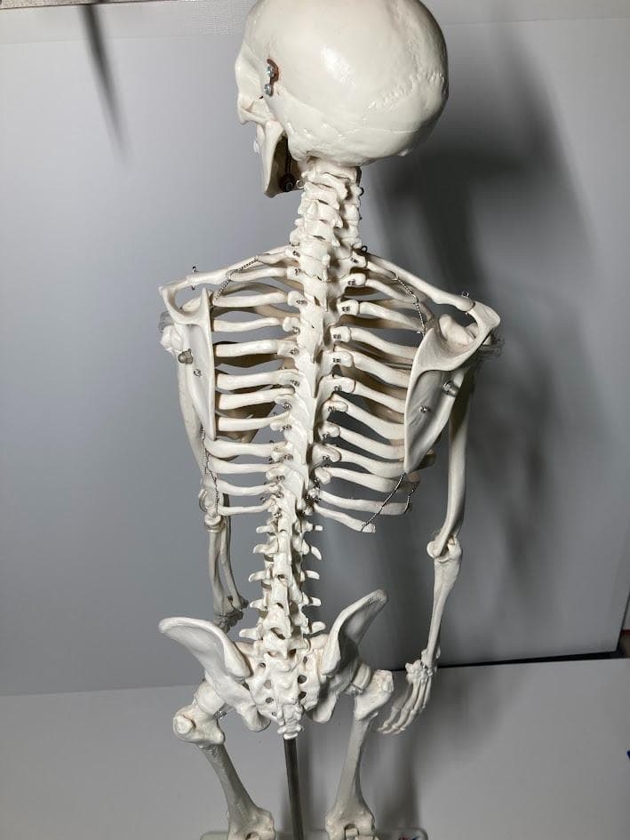 3B Scientific 1/2全身骨格模型