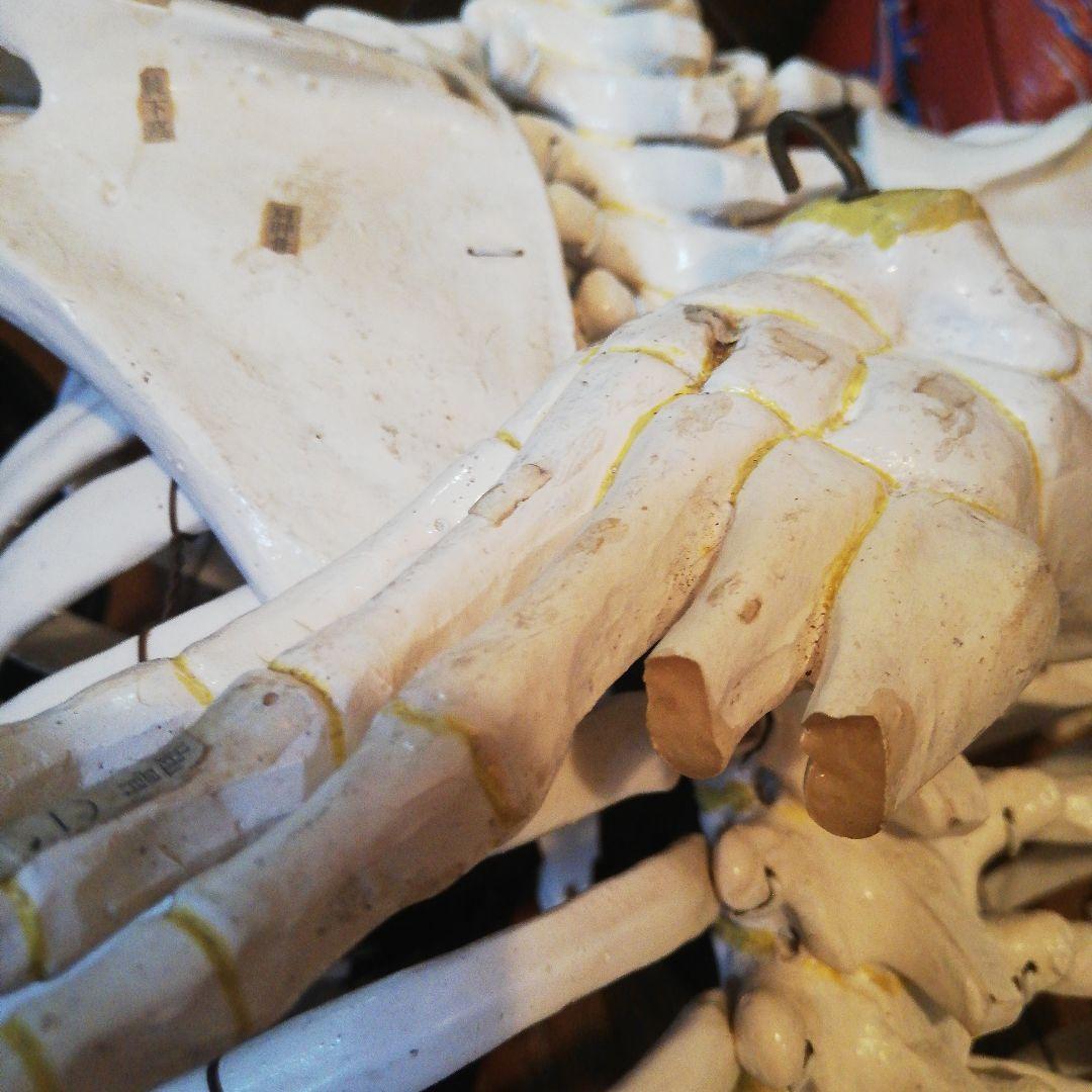 マニアックレア昭和２０～３０年代頃素材不明レトロ人体骨格模型当時物コレクション品