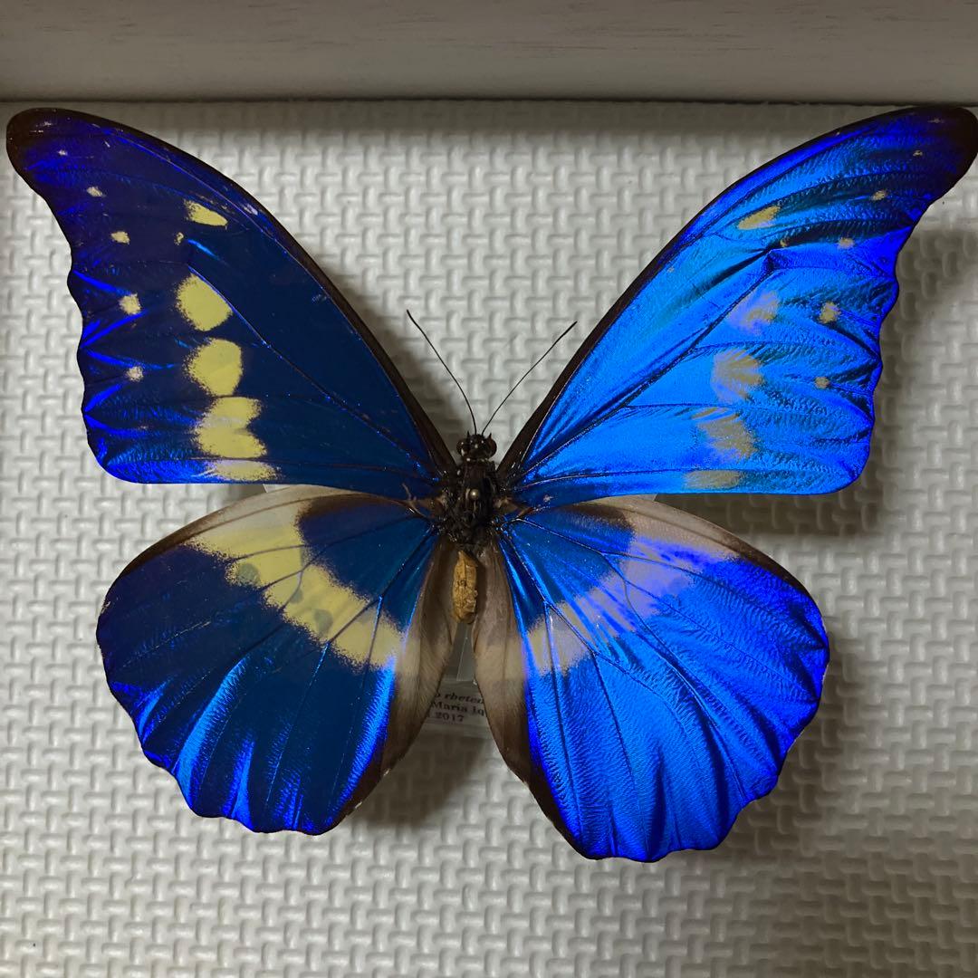 大型ヘレナモルフォペア