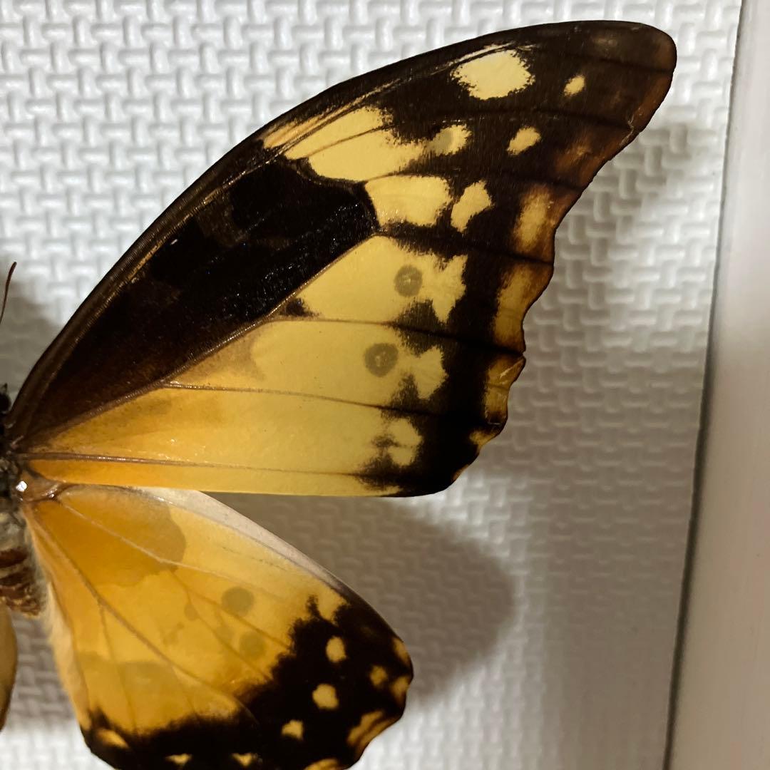 大型ヘレナモルフォペア