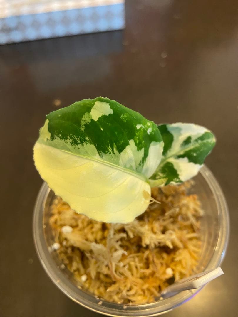 アグラオネマ　アチェ産　バリエガータ　斑入り