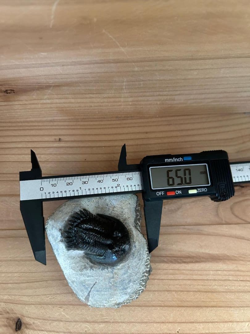 三葉虫モロッコ産⑥ホラルドプスHollardops？化石デボン紀修復跡有り