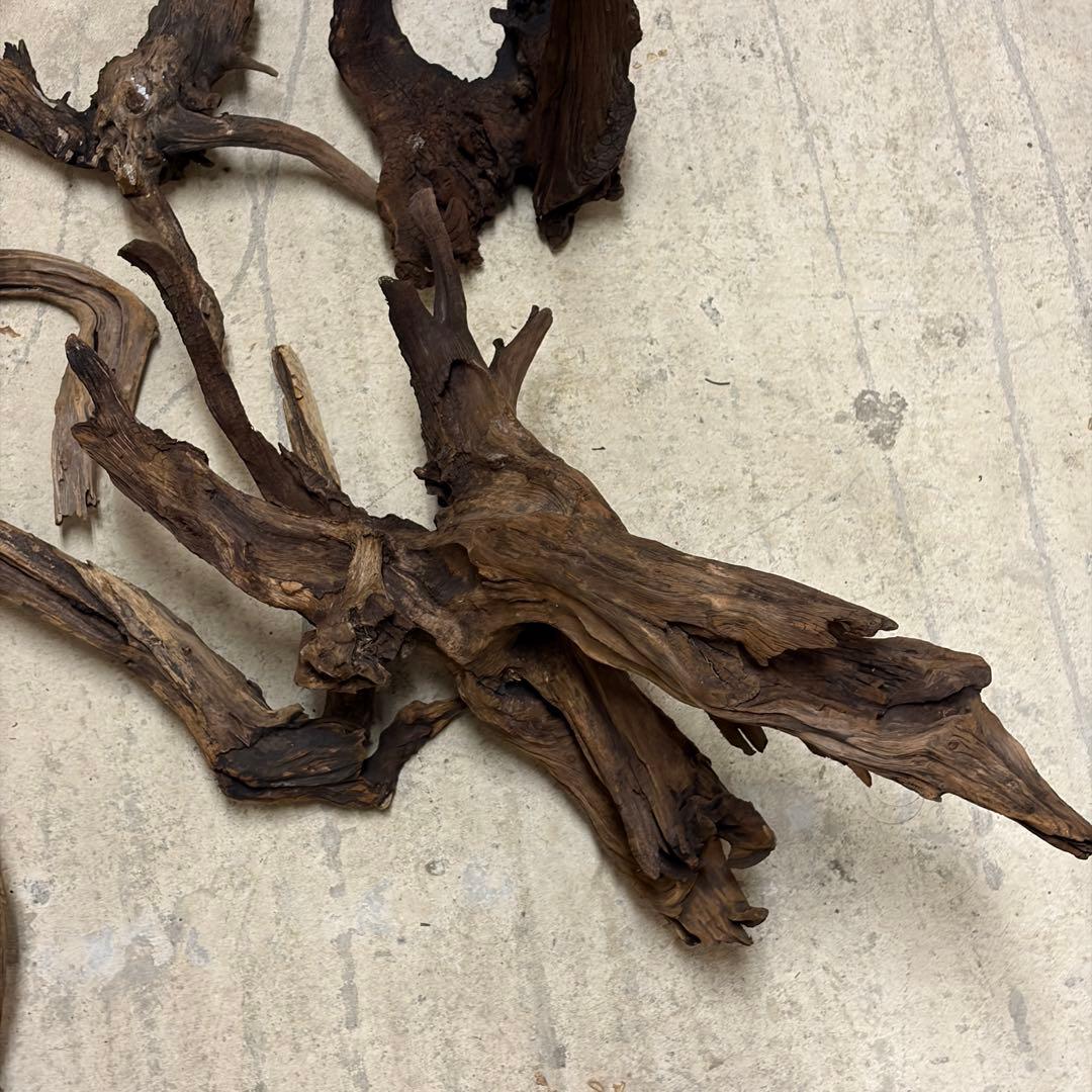 ADA ホーンウッド　流木　アクアリウム　テラリウム　大型