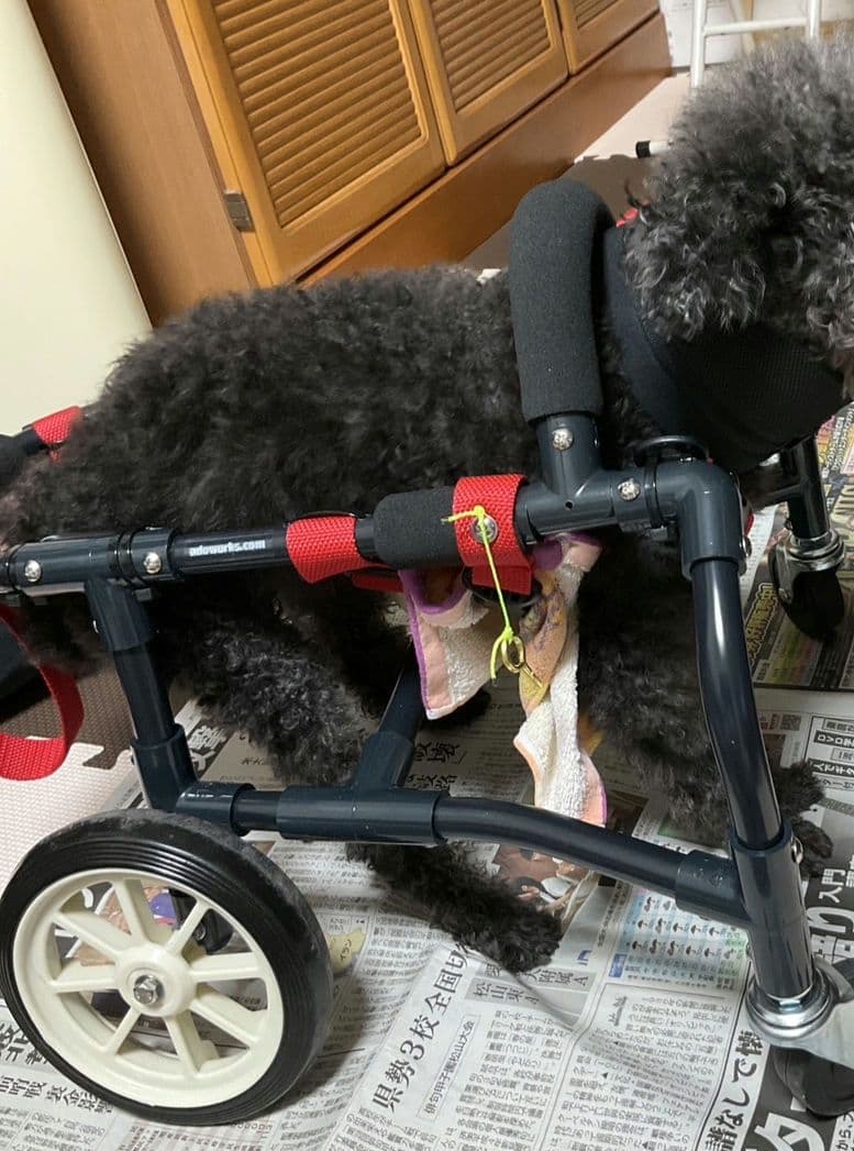 アドワークス　犬用車椅子 ドッグウォーカー 歩行器 補助具 ペット用車椅子