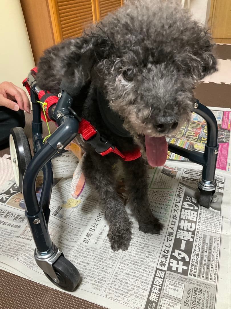 アドワークス　犬用車椅子 ドッグウォーカー 歩行器 補助具 ペット用車椅子