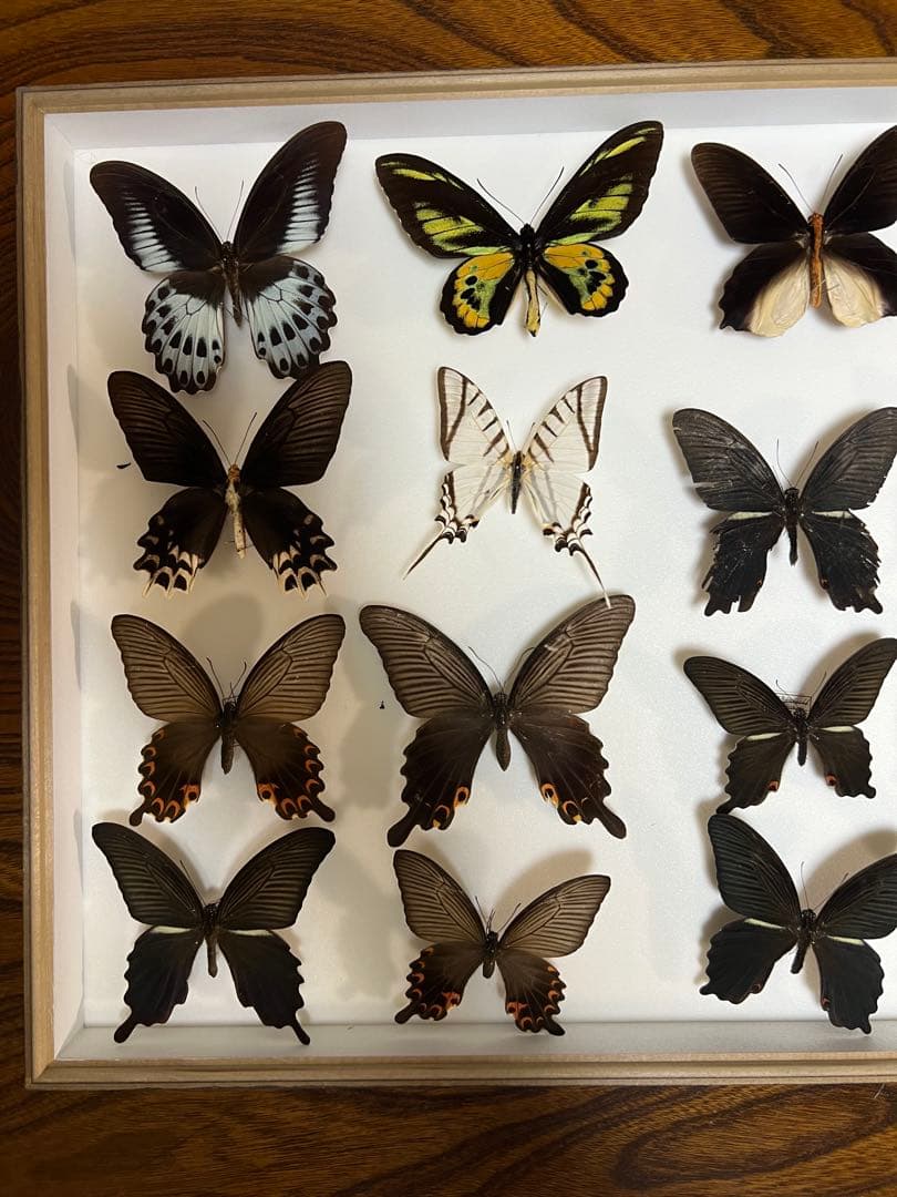 希少蝶標本ドイツガラス木箱現状品のみ41x50x6cm