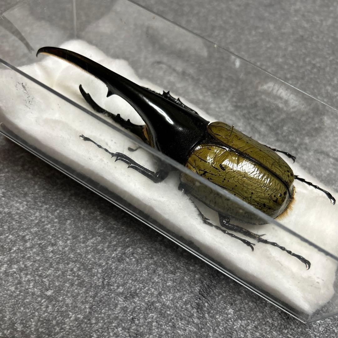 【DHヘラクレス】153mm 標本