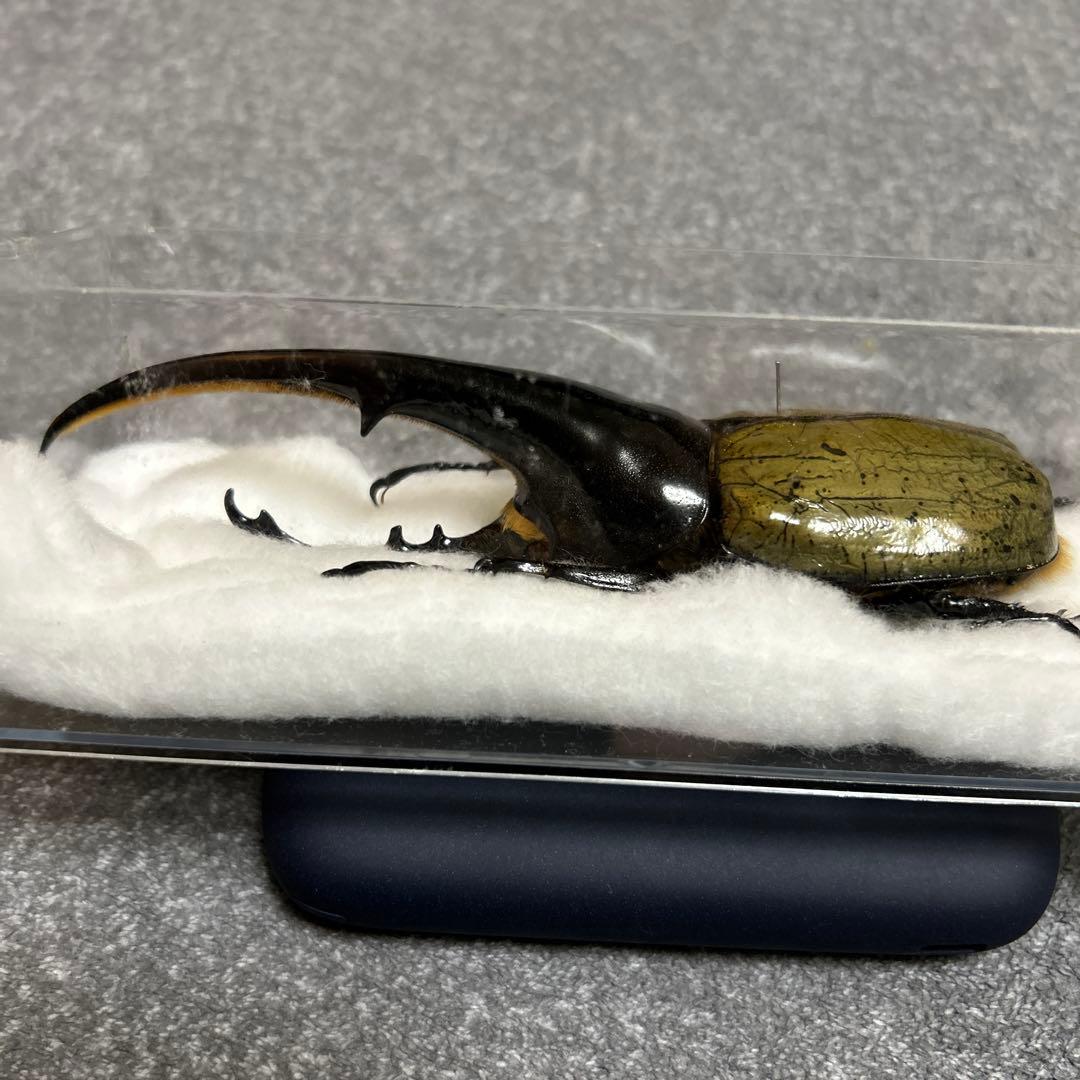 【DHヘラクレス】153mm 標本