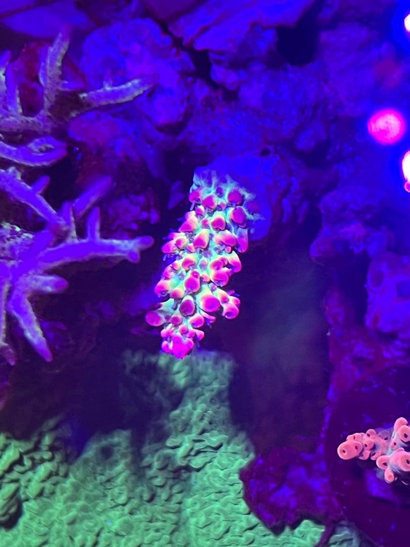 Grassy LeDio RX122s Reef ,BT2,アームセット