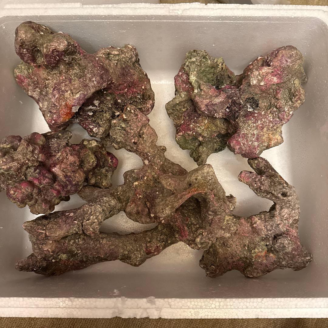 ライブロックレプリカ