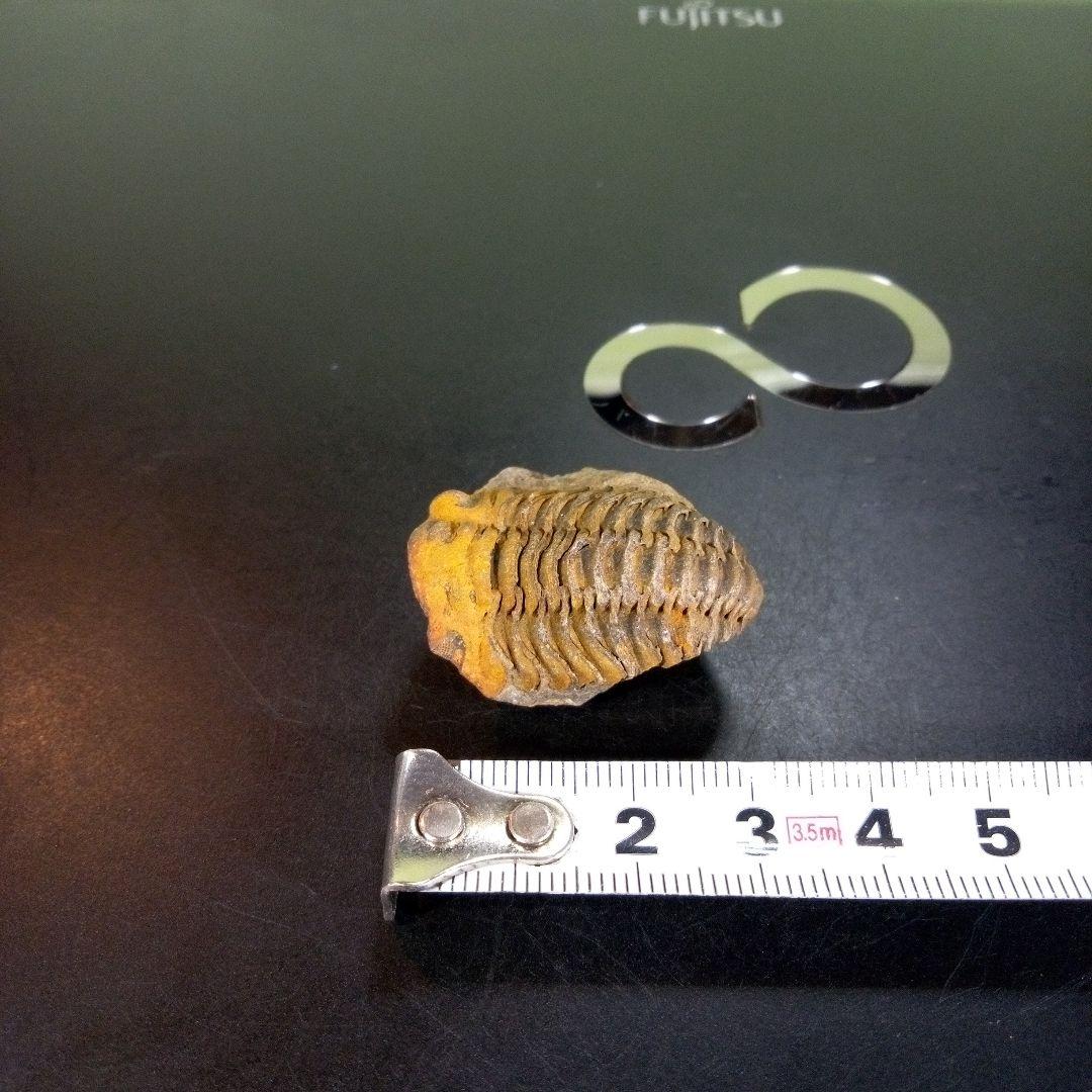 三葉虫　化石　fossil　ボリビア産　trilobite　Bolivia化石④