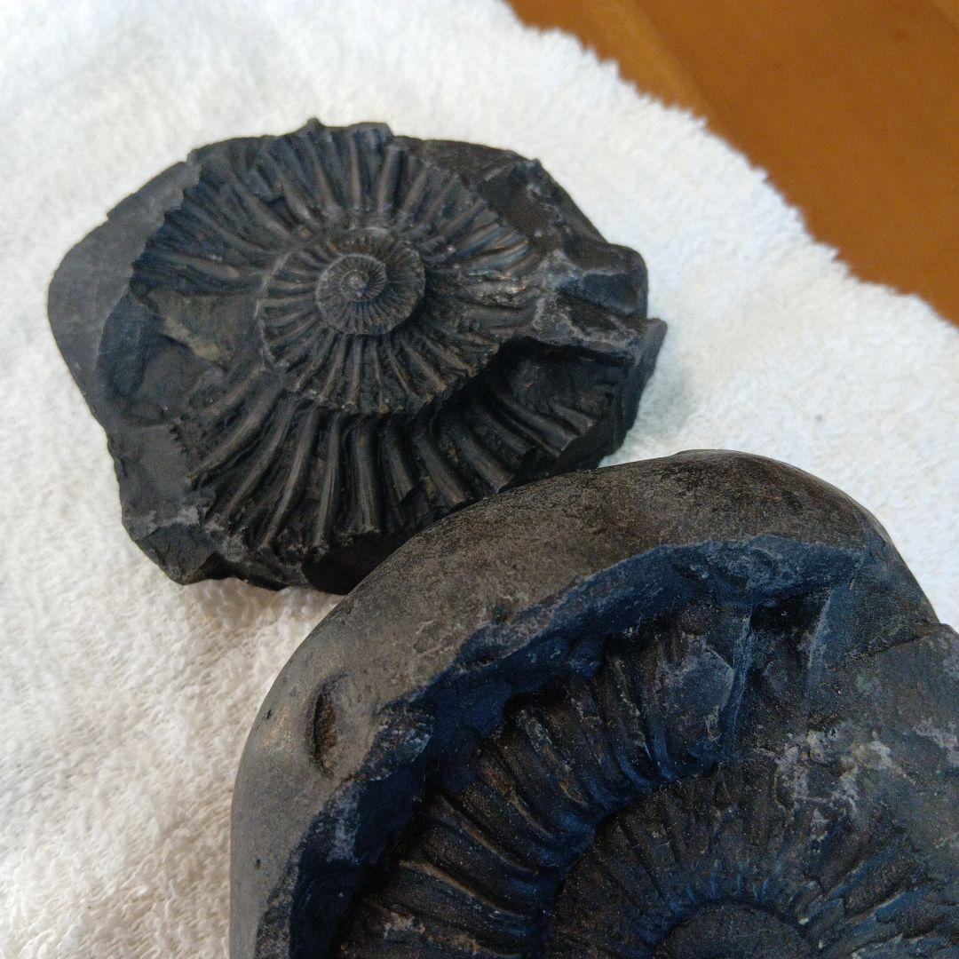 #655 アンモナイト