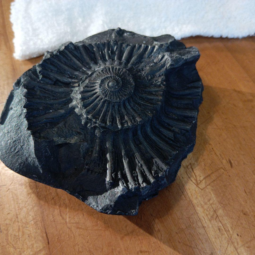 #655 アンモナイト