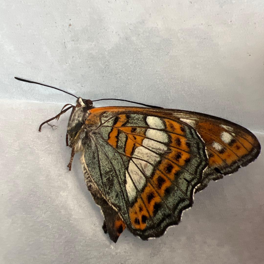 オオイチモンジ　モンゴル産　10頭セット