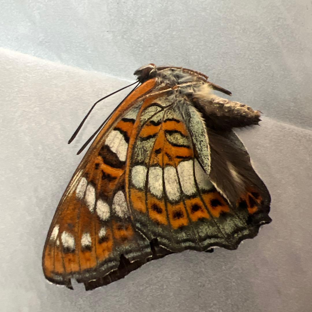 オオイチモンジ　モンゴル産　10頭セット