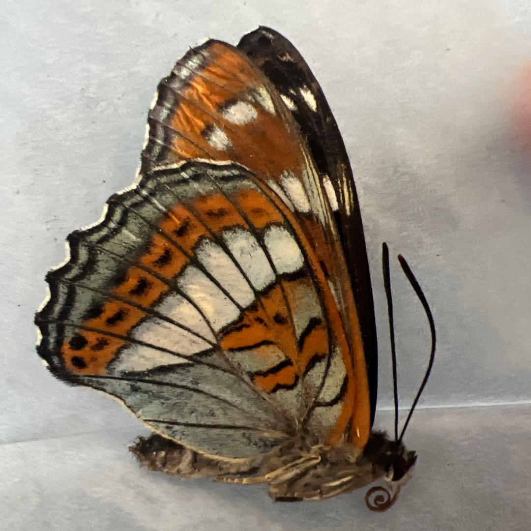 オオイチモンジ　モンゴル産　10頭セット