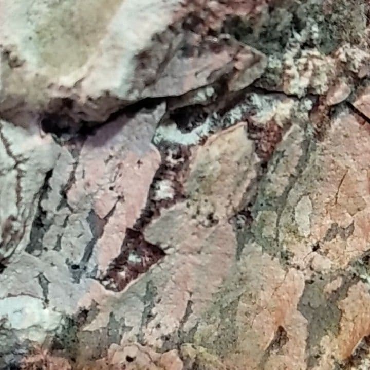 青森県恐山熱水噴出口沈殿鉱物