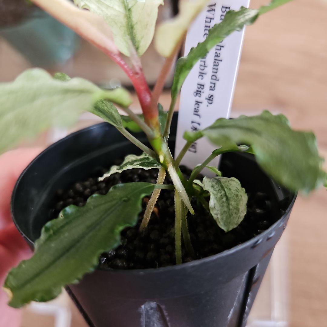 水草 Bucephalandra sp. White Marble Big leaf