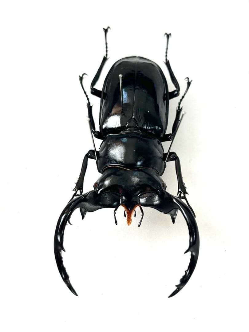 ウエストウッディオオシカクワガタ　77mm 標本