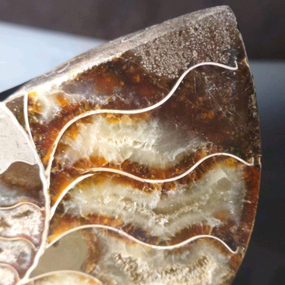 ★アンモナイト化石セット（台座付）