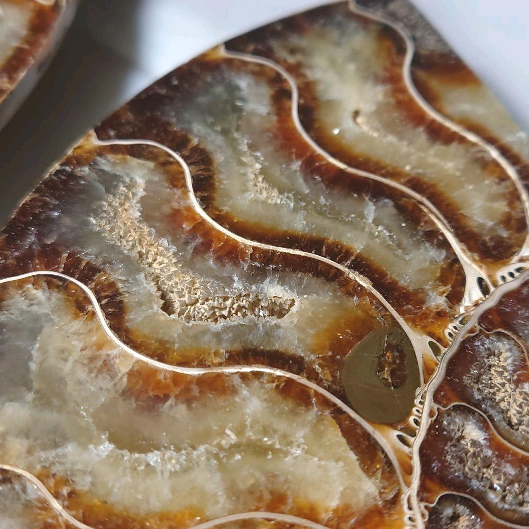 ★アンモナイト化石セット（台座付）