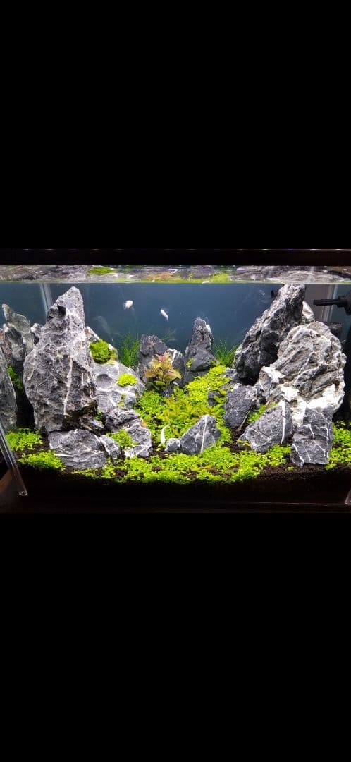 青龍石　アクアリウム水槽用セット