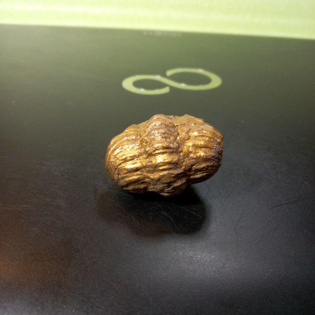 三葉虫　化石　fossil　ボリビア産　レア　Fossil管理⑤