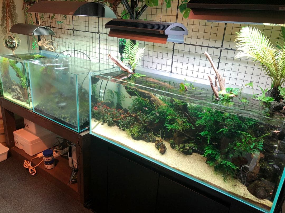 特大流木 水槽用レイアウト用品　現在交渉中